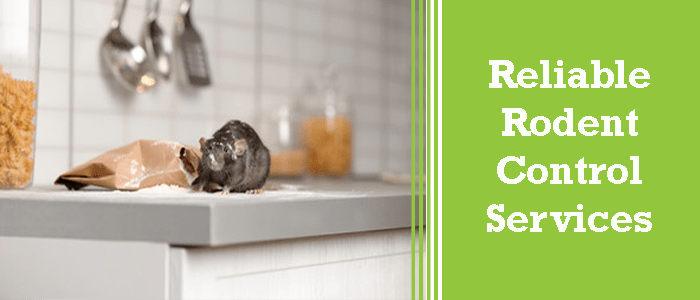 Reliable Rodent Control Service