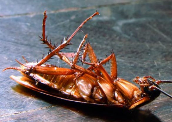 Cockroach Control Narrabundah