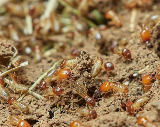 Termite Treatment Narrabundah
